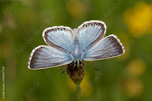 A Chalk Hill Blue Butterfly basking in the sun.