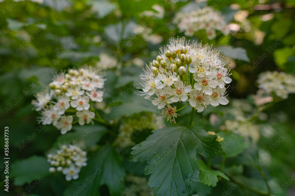 Hawthorn blooms in the garden or in the forest. White flowering and green leaves in the park. Hawthorn blooms in the garden or in the forest. White flowering and green leaves in the park.