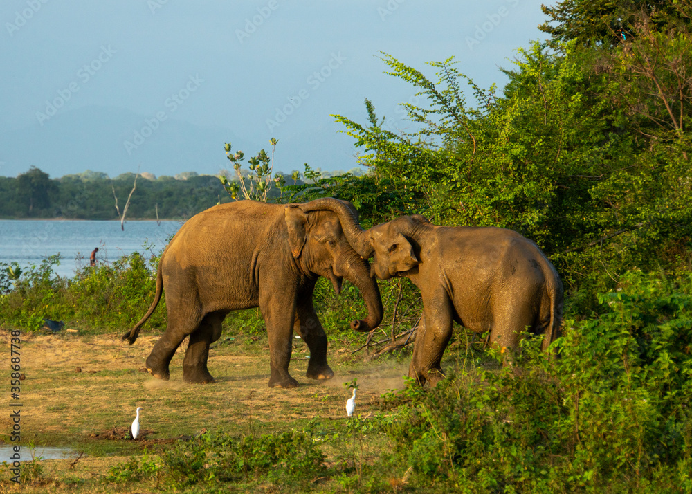 Fototapeta premium Elephant Smile