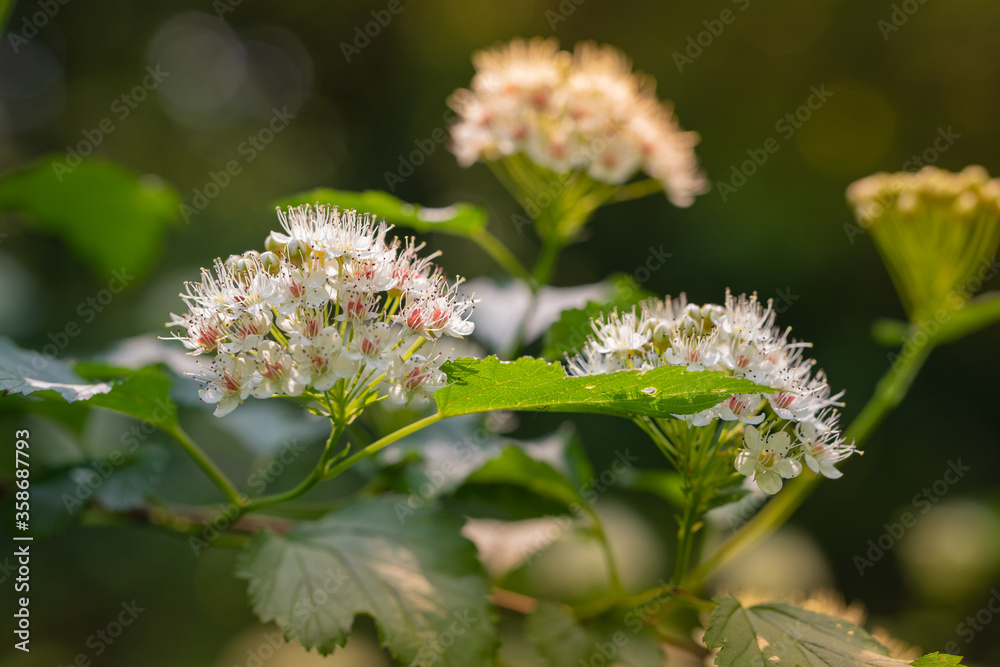 Hawthorn blooms in the garden or in the forest. White flowering and green leaves in the park. Hawthorn blooms in the garden or in the forest. White flowering and green leaves in the park.