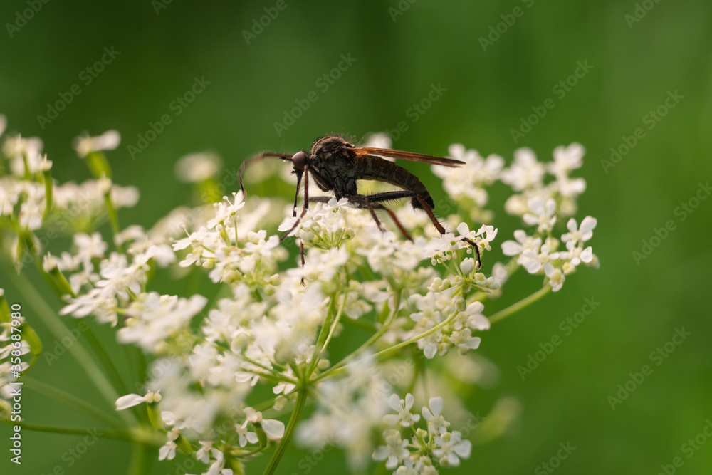 Insects on flowers and grass. In a park or garden. Forest growths and microcosm. Insects on flowers and grass. In a park or garden. Forest growths and microcosm.