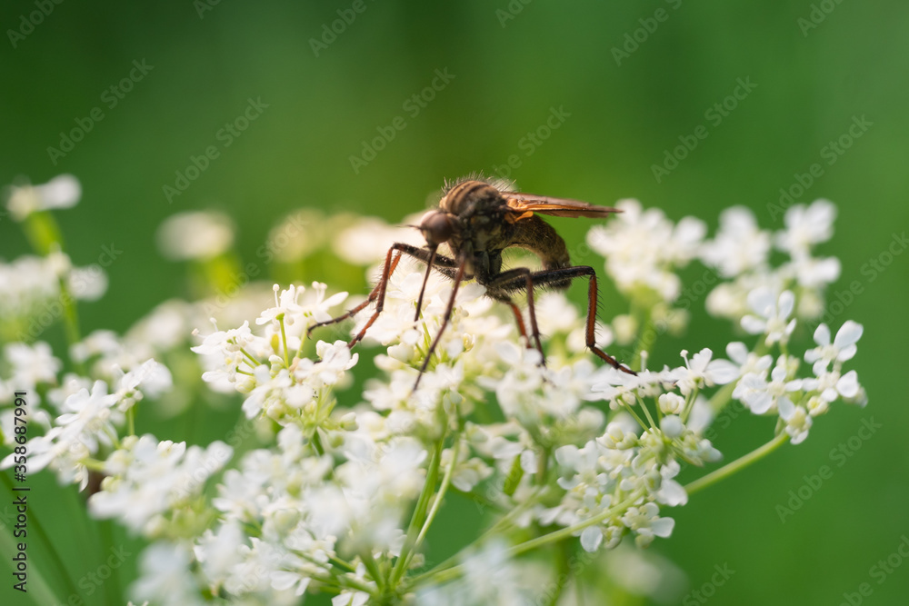 Insects on flowers and grass. In a park or garden. Forest growths and microcosm. Insects on flowers and grass. In a park or garden. Forest growths and microcosm.