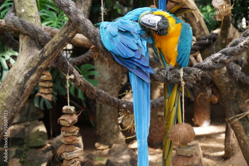 Brazil blue parrot
Arara azul photo