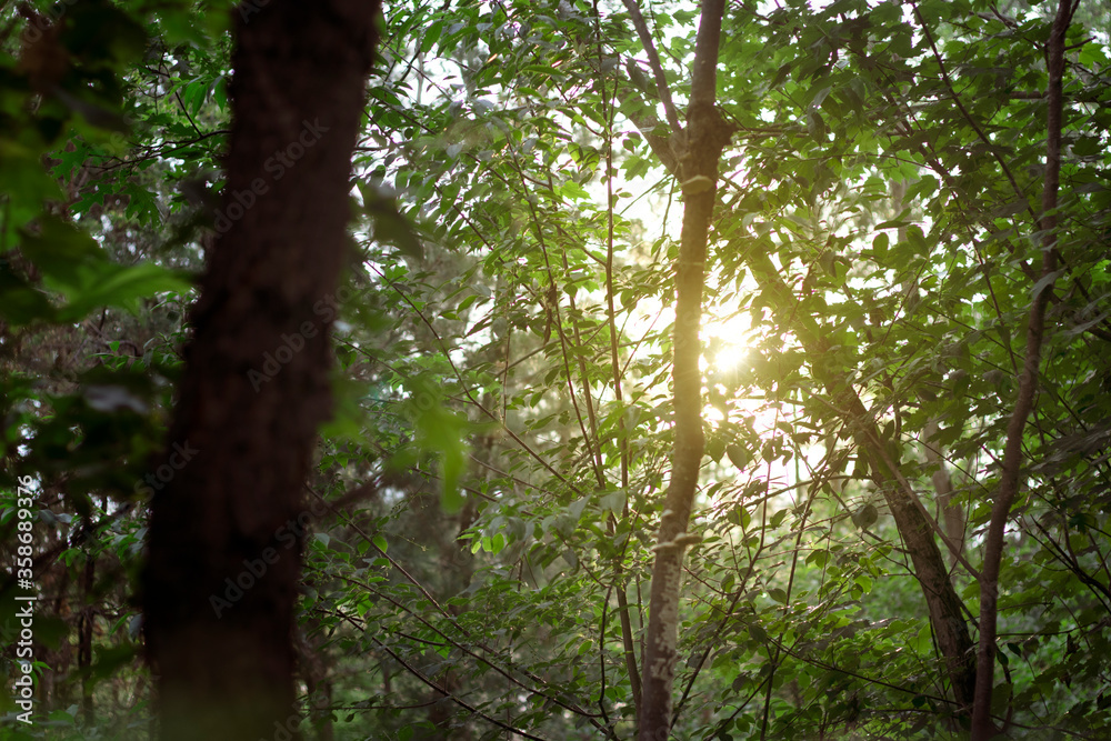 Obraz premium tree in the forest