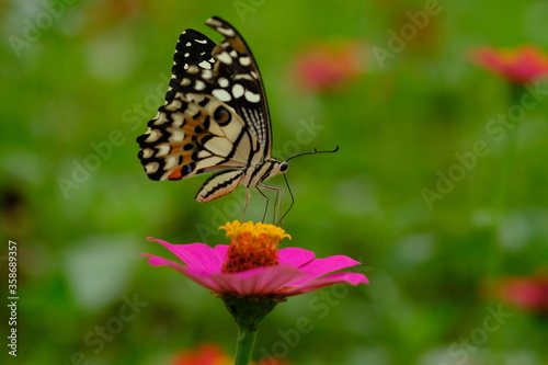 a tropical butterfly alighted on pink zinnia flowers. The butterfly sucks on honey flowers or nectar for its food. this is a symbiosis between a butterfly and a flower. macro photography.