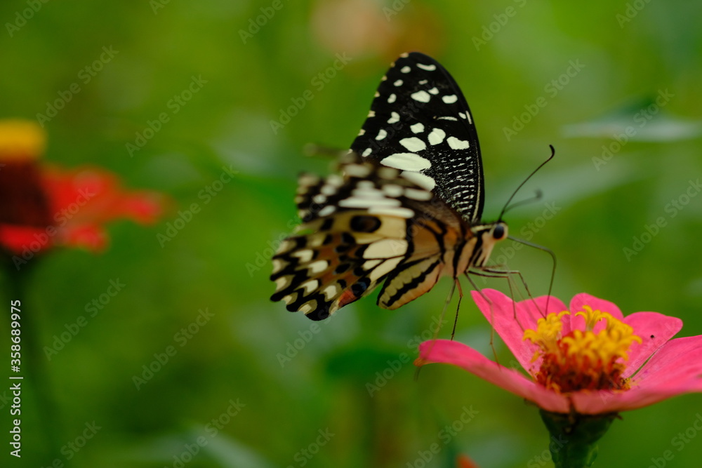 a tropical butterfly alighted on pink zinnia flowers. The butterfly sucks on honey flowers or nectar for its food. this is a symbiosis between a butterfly and a flower. macro photography. a tropical butterfly alighted on pink zinnia flowers. The butterfly sucks on honey flowers or nectar for its food. this is a symbiosis between a butterfly and a flower. macro photography.