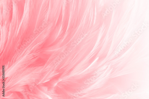 Beautiful soft pink, white feathers texture line background.