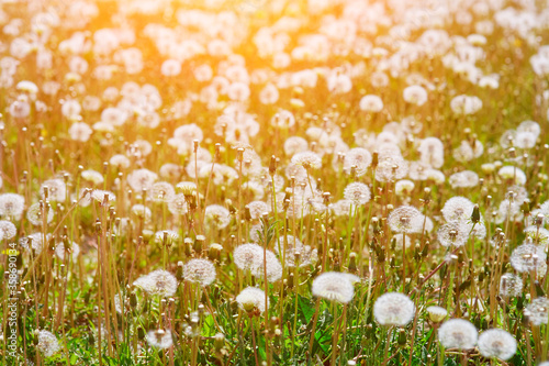 white field Dandelion, dandelion seeds, summer or spring, wildflowers, seasonal landscape