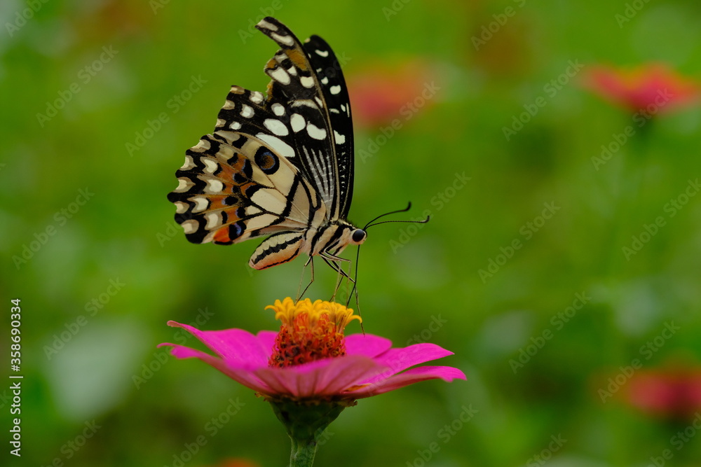 a tropical butterfly alighted on pink zinnia flowers. The butterfly sucks on honey flowers or nectar for its food. this is a symbiosis between a butterfly and a flower. macro photography. a tropical butterfly alighted on pink zinnia flowers. The butterfly sucks on honey flowers or nectar for its food. this is a symbiosis between a butterfly and a flower. macro photography.