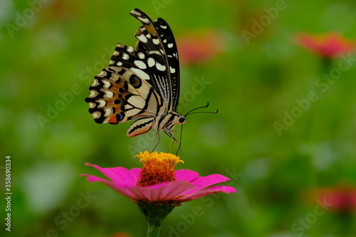 a tropical butterfly alighted on pink zinnia flowers. The butterfly sucks on honey flowers or nectar for its food. this is a symbiosis between a butterfly and a flower. macro photography.