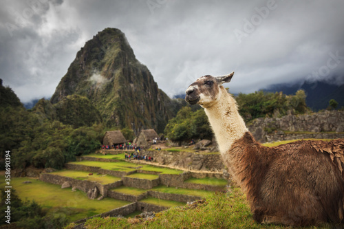  Alpaca in in the mountains of Machu Picchu, Cusco