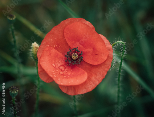 Poppy Flower