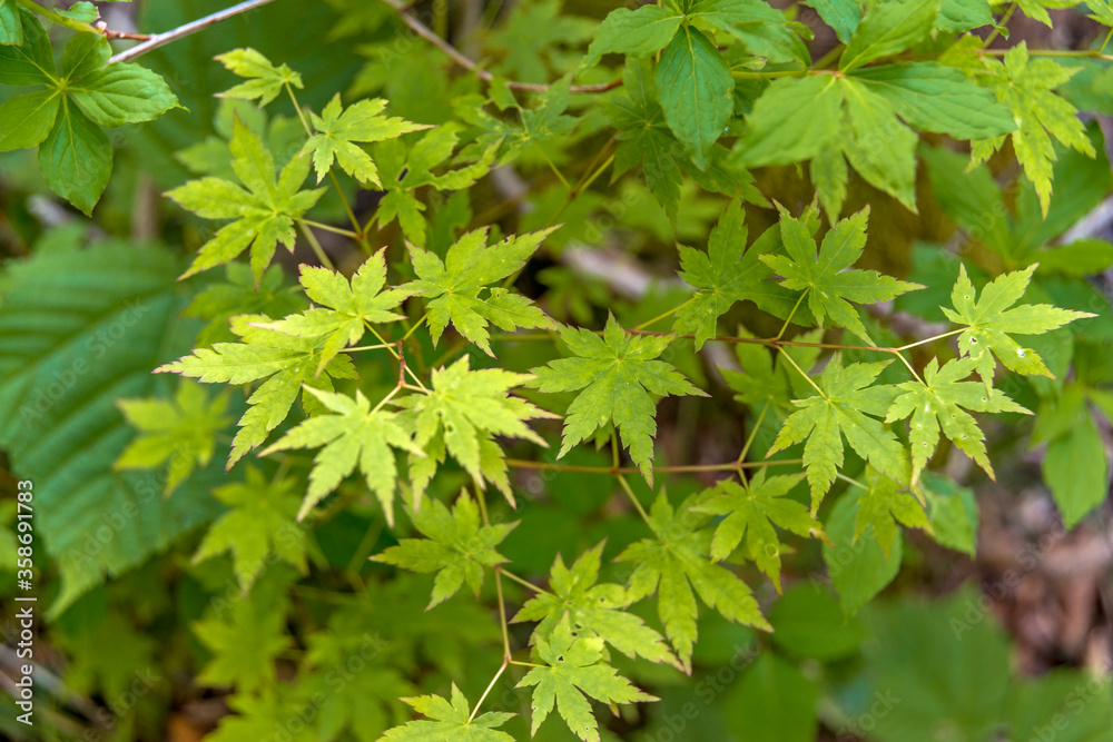 green leaves in the forest green leaves in the forest