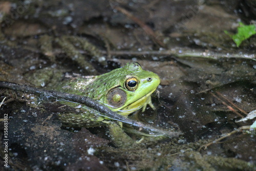 Bull Frog waiting along the stream bank © Raun