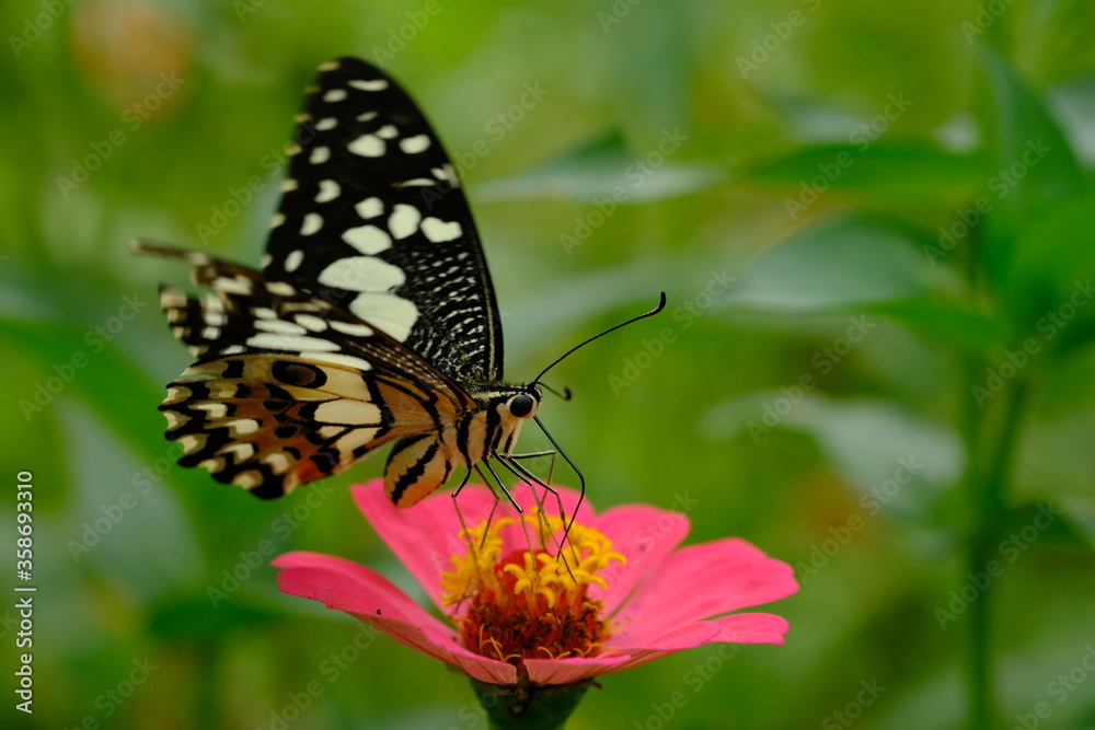 a tropical butterfly alighted on pink zinnia flowers. The butterfly sucks on honey flowers or nectar for its food. this is a symbiosis between a butterfly and a flower. macro photography.