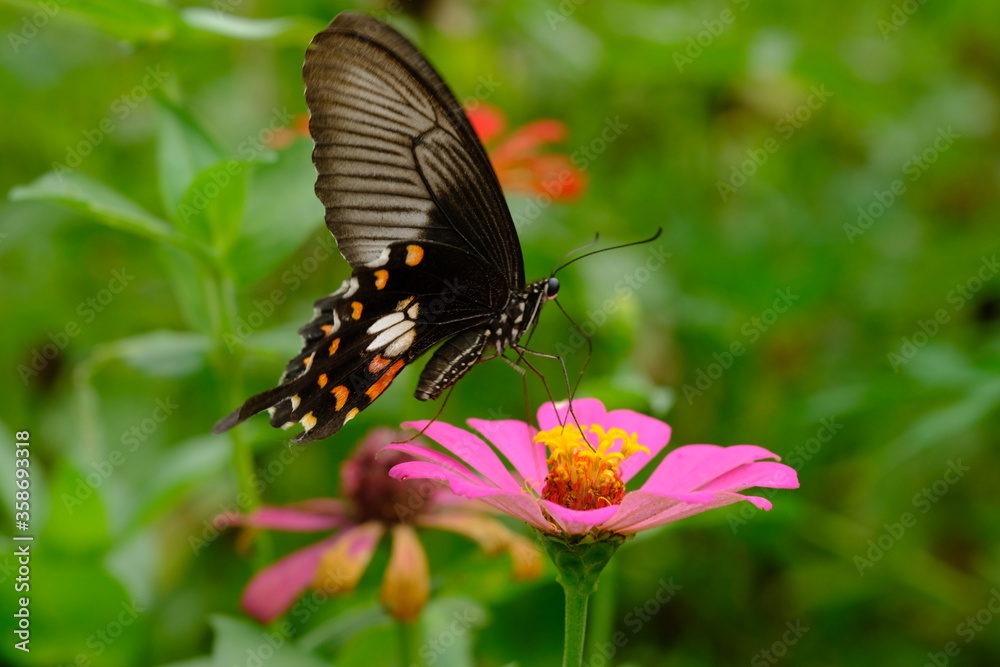 a black tropical butterfly alighted on pink zinnia flowers. The butterfly sucks on honey flowers or nectar for its food. this is a symbiosis between a butterfly and a flower. macro photography. a black tropical butterfly alighted on pink zinnia flowers. The butterfly sucks on honey flowers or nectar for its food. this is a symbiosis between a butterfly and a flower. macro photography.