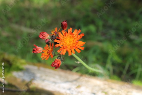 Orange Hawkweed growing in meadow