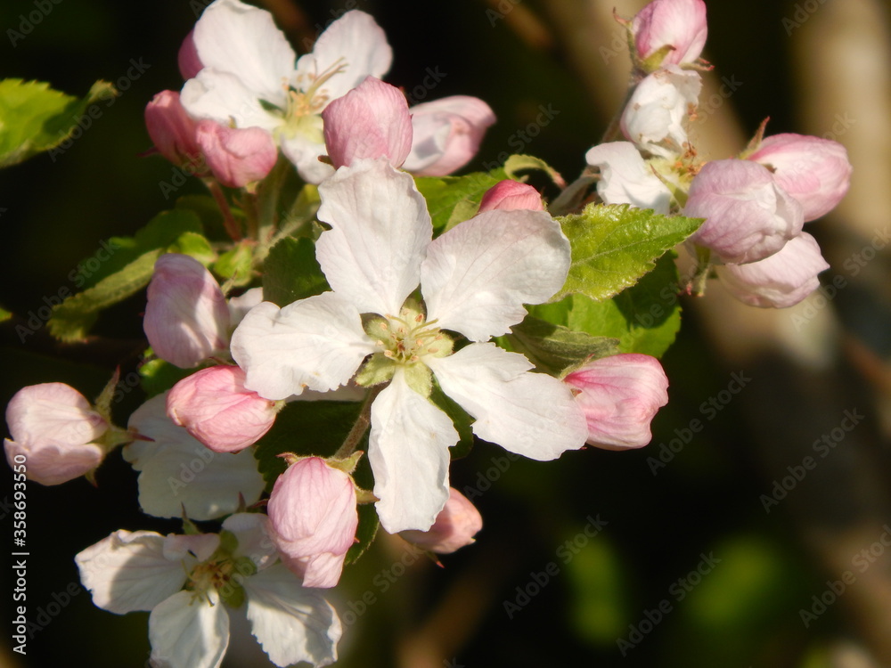 Obraz premium pink cherry blossom