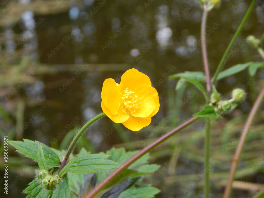 Naklejka premium yellow poppy flower