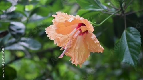 China Rose Flowering Awesome HD Timelapse