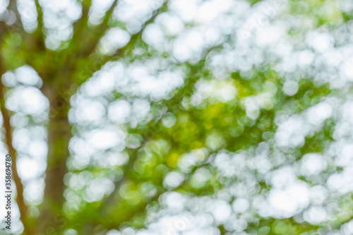 White bokeh background caused by blurring of green leaves