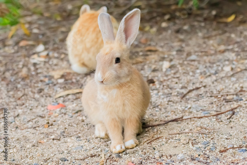 大久野島のうさぎ 広島県竹原市 Rabbits Okunojima Island Hiroshima Takehara city