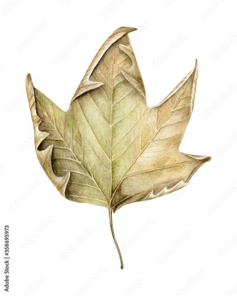Fototapeta premium Watercolor Platanus, plane tree dried leaf isolated on white background. Hand drawn botanical illustration.