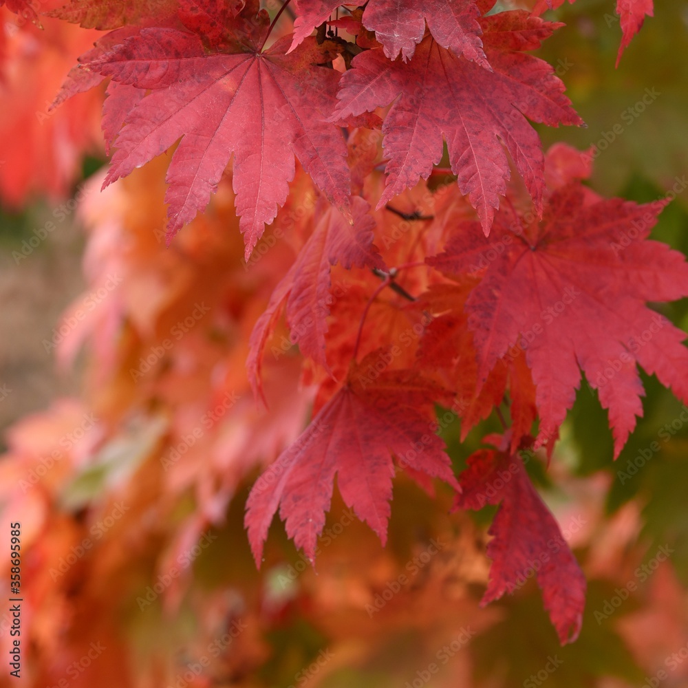 red maple leaves close up