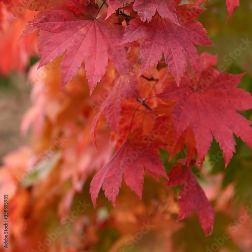 red maple leaves close up