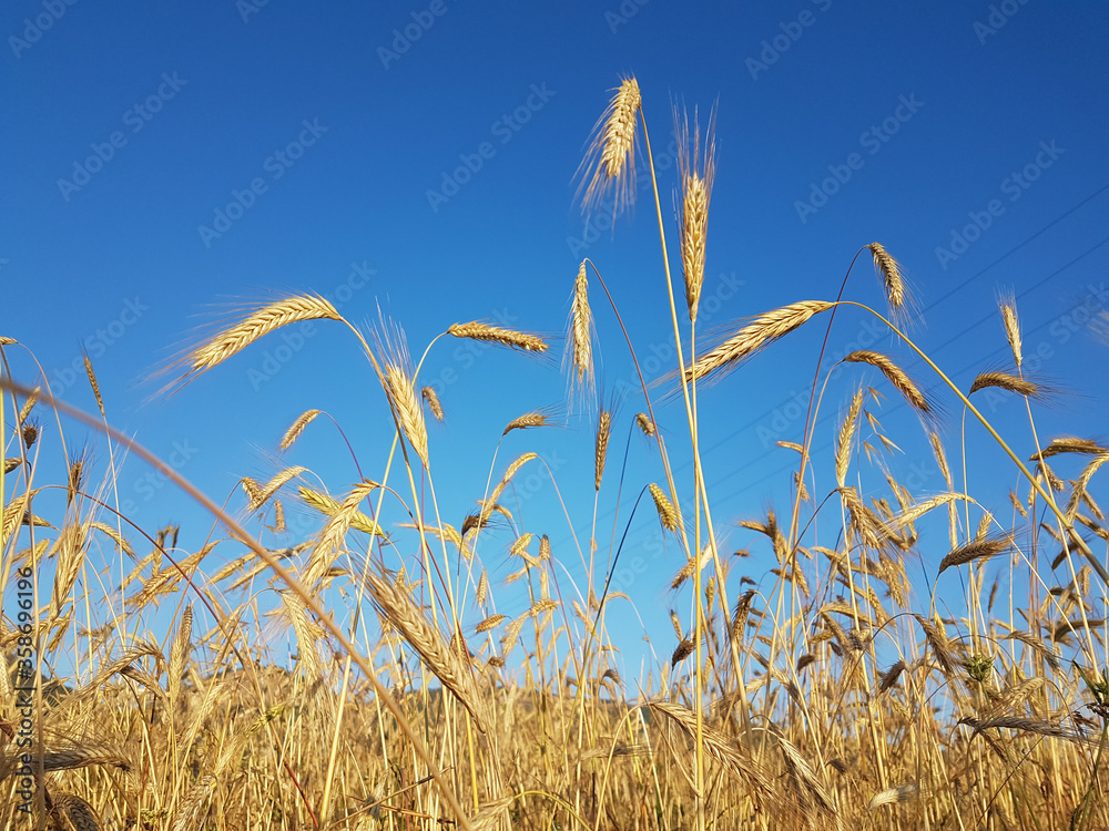 Obraz premium wheat spike sky in june ripe dry