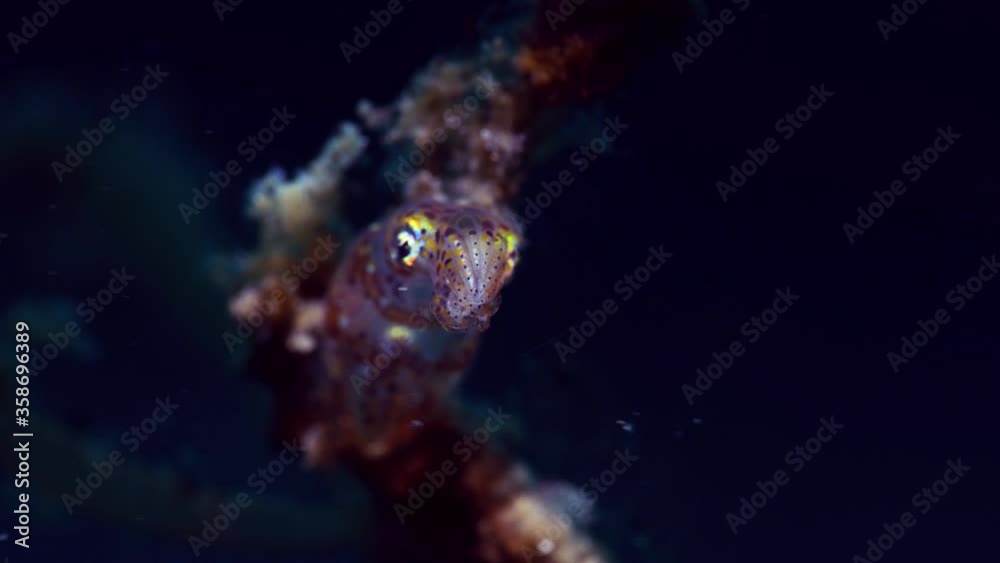 Pygmy Squid Lembeh Indonesia 4k 25fps