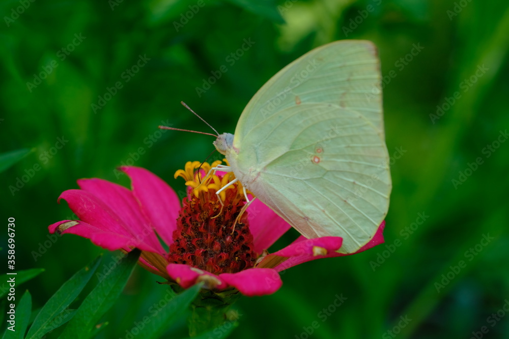 a pale tropical butterfly alighted on pink zinnia flowers. The butterfly sucks on honey flowers or nectar for its food. this is a symbiosis between a butterfly and a flower. macro photography. a pale tropical butterfly alighted on pink zinnia flowers. The butterfly sucks on honey flowers or nectar for its food. this is a symbiosis between a butterfly and a flower. macro photography.