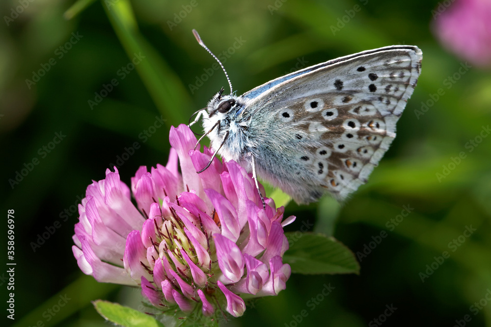 A Chalk Hill Blue Butterfly nectaring on a pink flower. A Chalk Hill Blue Butterfly nectaring on a pink flower.