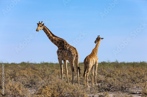 Mother and baby giraffe among the dry landscape of Etosha National Park