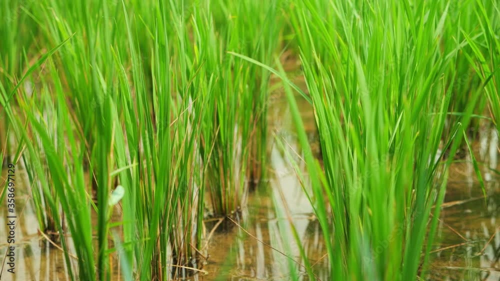 Close up of young sprouts rice paddy field. Close Up of green rice field High-quality free stock footage of organic rice fields or paddy field Close up of young sprouts rice paddy field. Close Up of green rice field High-quality free stock footage of organic rice fields or paddy field