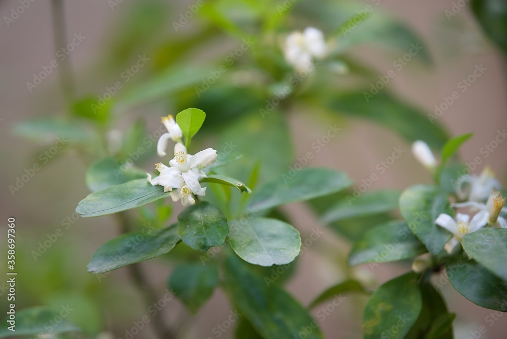 calamansi tree blossom