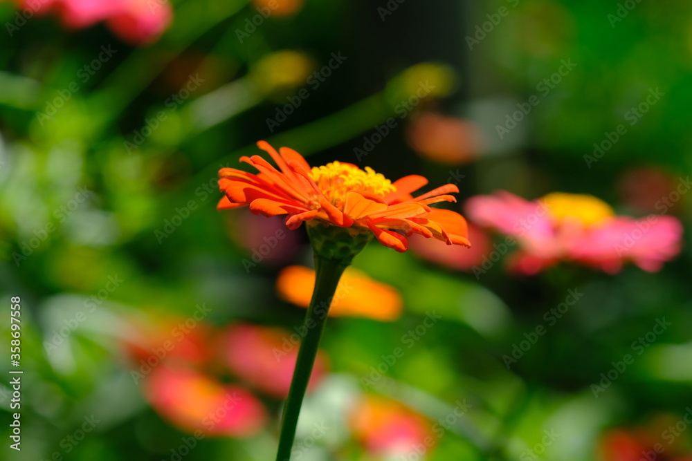 Closeup of Red Zinnia Flower in the tropical garden. Asteraceae. Plantae. Macro photography. Bokeh. Closeup of Red Zinnia Flower in the tropical garden. Asteraceae. Plantae. Macro photography. Bokeh.