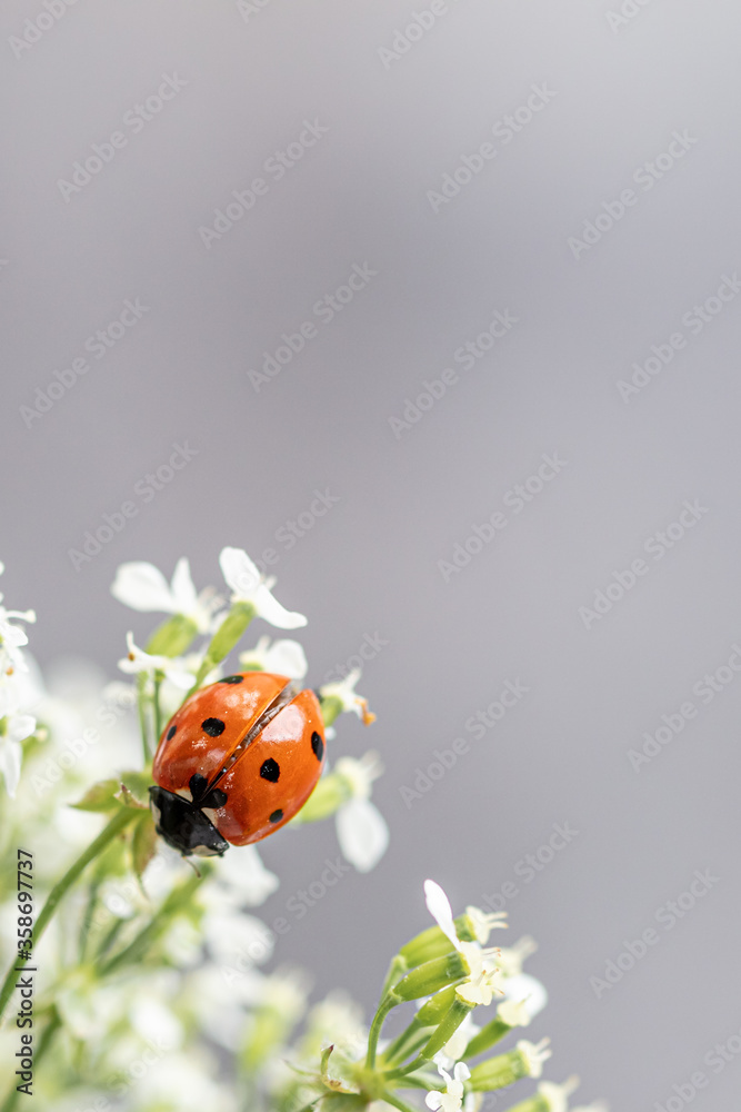 Fototapeta premium place for text, text, spring mood, hello summer, outdoors, tenderness, banner, inflorescence, wallpaper, romantic, petal, botany, bush, seasonal, cherry, bird cherry, love, fresh, backgrounds, environ