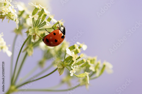 Ladybug on white flowers. Macro © M.V.schiuma