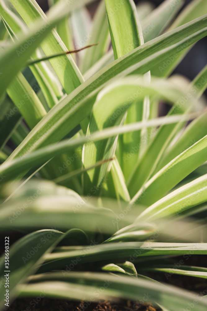 Spider plant Spider plant