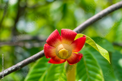 Red uvaria grandiflora flowers blooming in the garden. photo