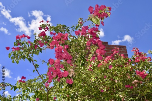 Low angle shot of red bougainvillea flowers and leaves beside a brick chimney against a blue sky photo