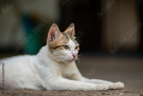 Close up white cat lay on the floor, close up Thai cat
