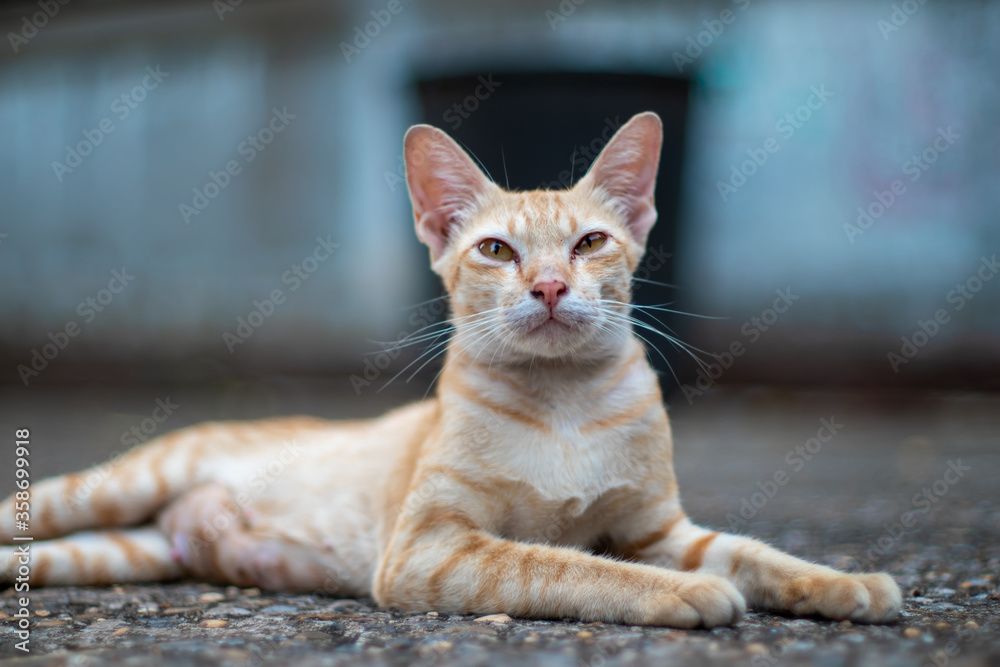 Portrait of ginger cat lay on the floor and resting, close up Thai cat Portrait of ginger cat lay on the floor and resting, close up Thai cat