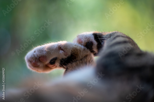 Close up of paws  striped cat, close up Thai cat © Patara