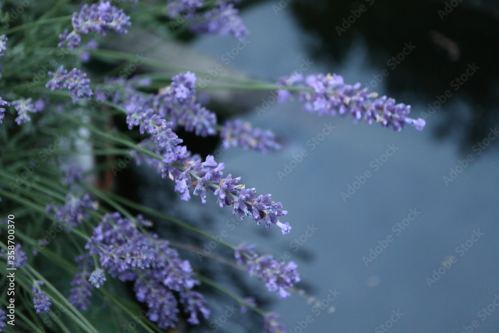 Obraz premium fragrant purple blossoms of lavender (Lavandula angustifolia)
