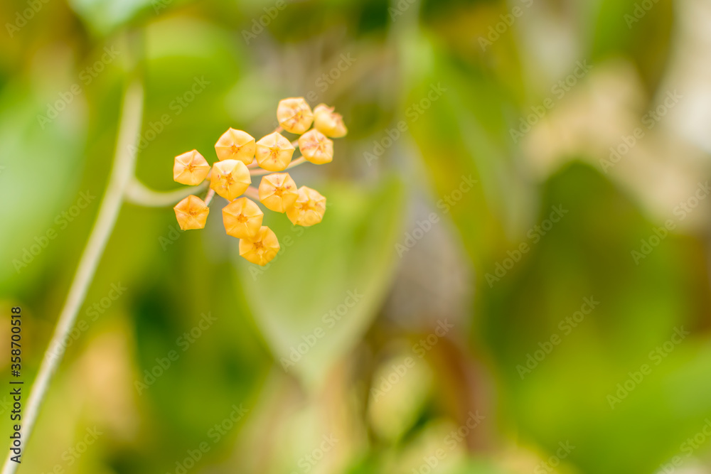Yellow hoya flowers on blurred background. Yellow hoya flowers on blurred background.
