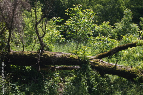 A fallen tree on a sunny summer day