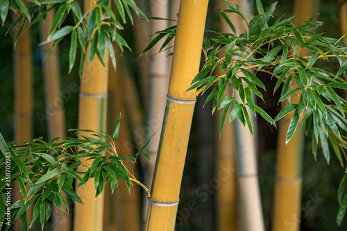 いかにもアジアの雰囲気を醸し出す竹林の画像