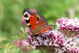 A Peacock Butterfly nectaring on small pink flowers.